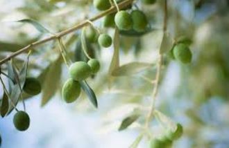 olives d'août.JPG